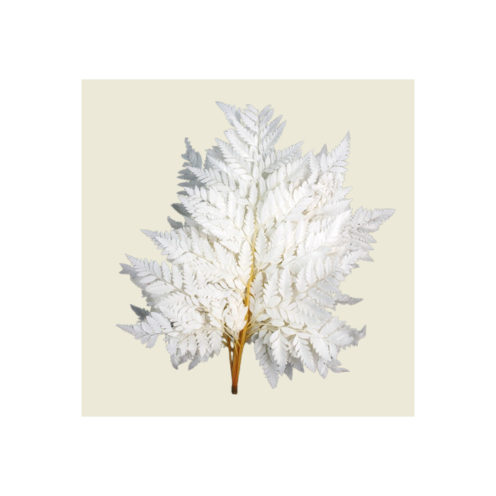 Leather Fern Bleached x 10pcs