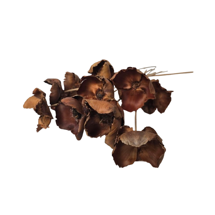 Palm Cup On Stem Natural x 10pcs