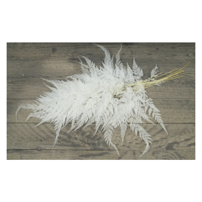 Snow Flake Fern Bleached x 10pcs
