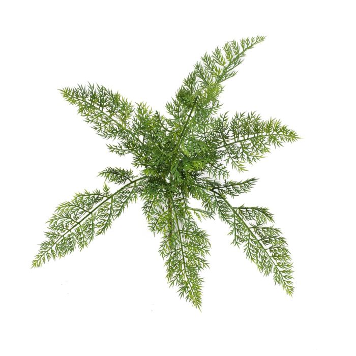 Asparagus Bush 45cm UV Protected