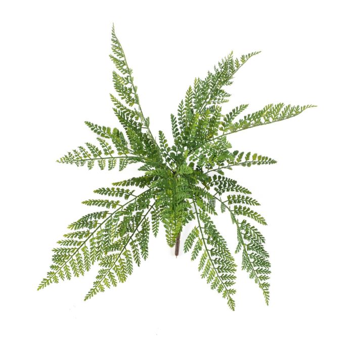 Asplenium Fern Bush 55cm UV Protected