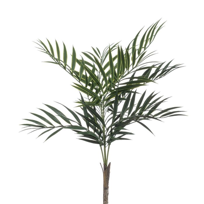 Chamaedorea Palm Bush 60cm UV Protected