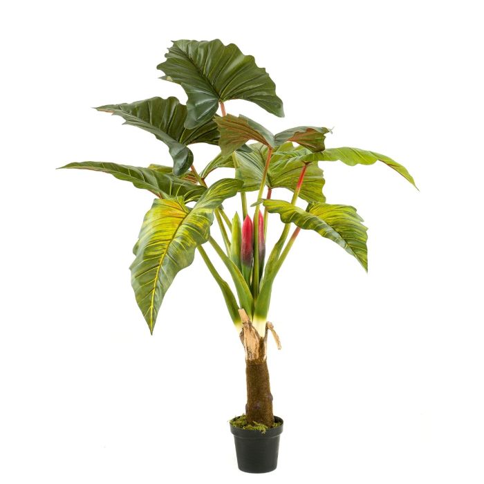 Colocasia Tree 160cm
