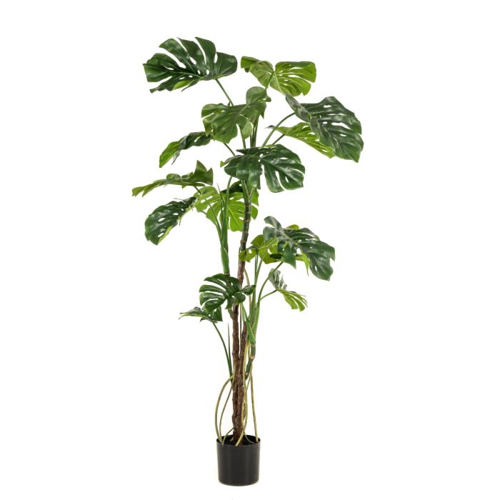 Monstera W/Air Roots 180cm