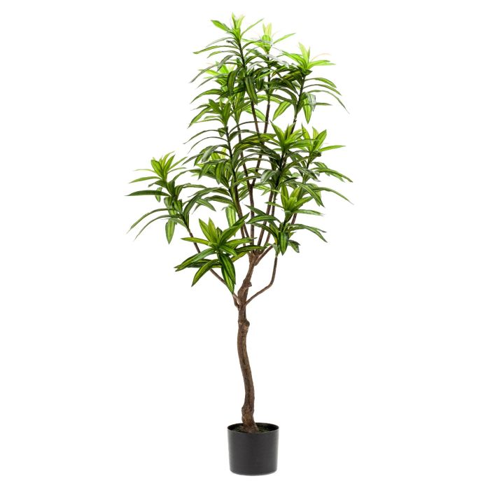 Dracaena Tree 130cm