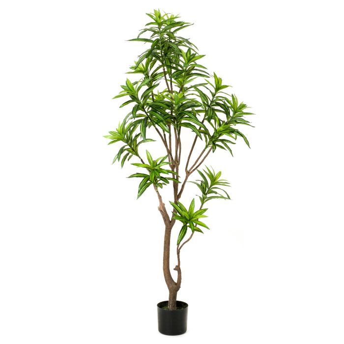 Dracaena Tree 155cm