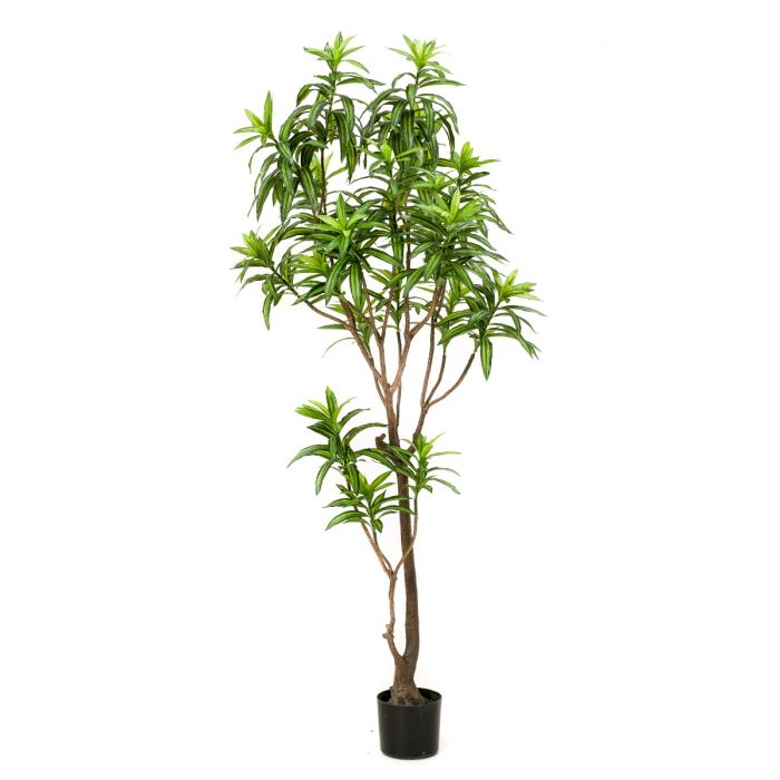 Dracaena Tree 190cm