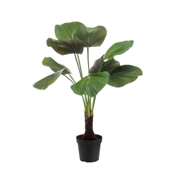Licuala Palm 130cm