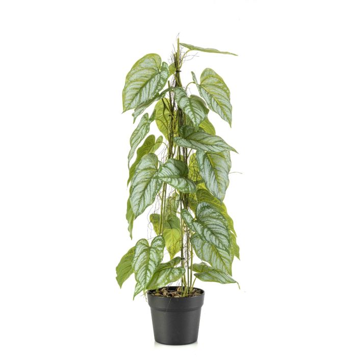 Anthurium On Stem In Pot 80cm