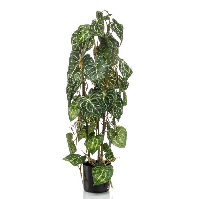 Anthurium 3 Stems In Pot 75cm