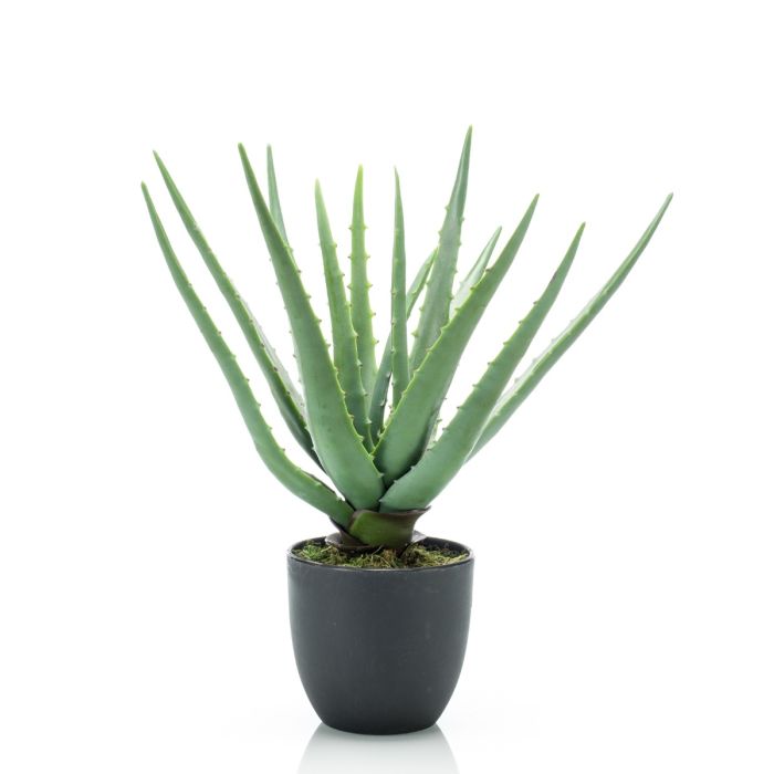 Aloe In Pot 35cm