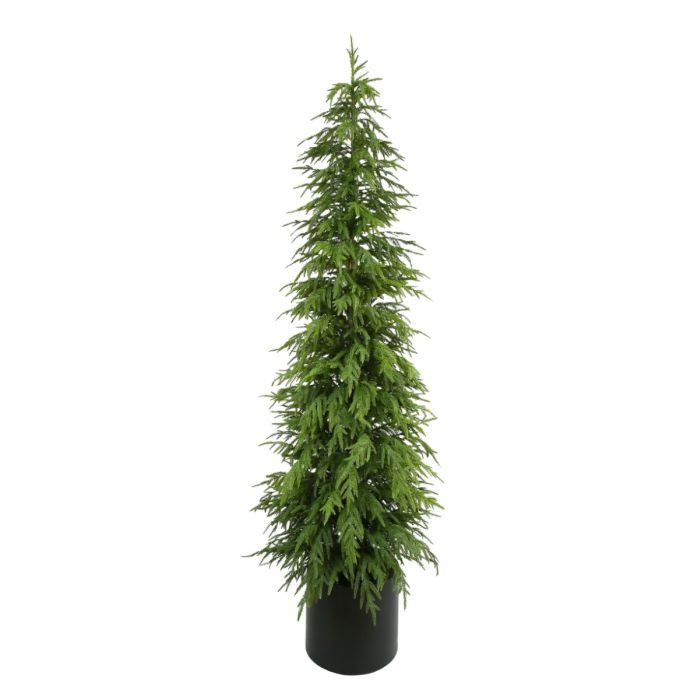 210cm Balsam Fir Tree in Planter