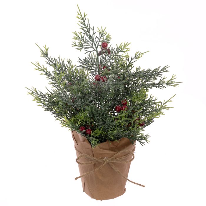Frosted Cypress W/Berry In Pot 30cm