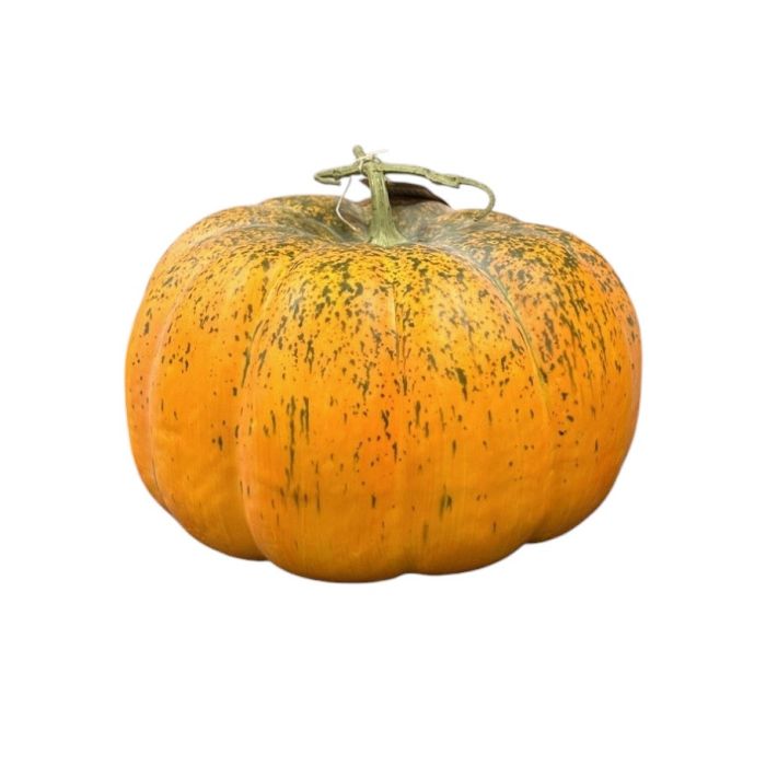 Artificial Pumpkin - Green/Orange (33cm diameter)