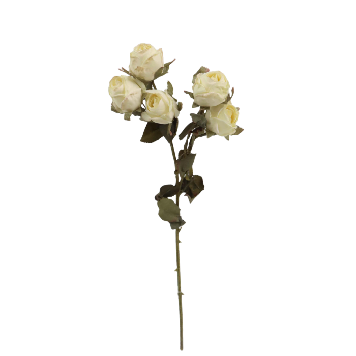 Artificial Dry Rose Bush - Ivory (43cm long with 5 heads)