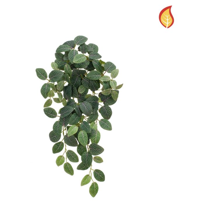 Fittonia Bush 54cm FR