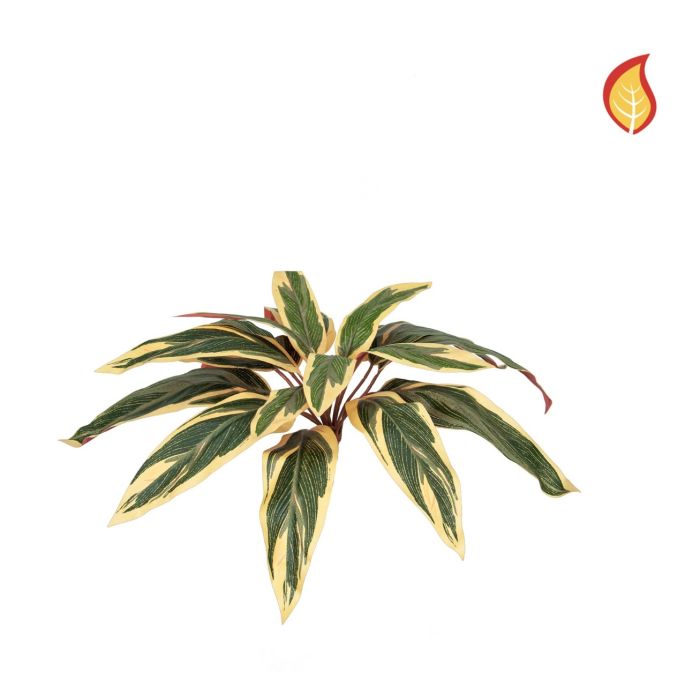 Plants Base Caladium Bush 37cm FR