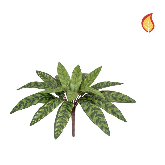 Plants Peacock Bush 37cm FR