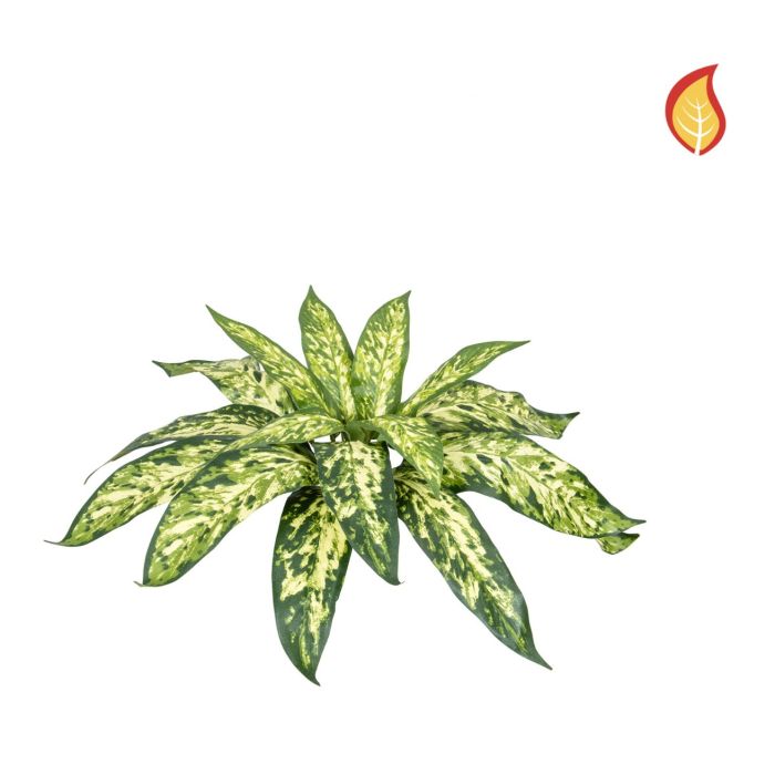 Plants Base Aglaonema Bush Varie 37cm FR