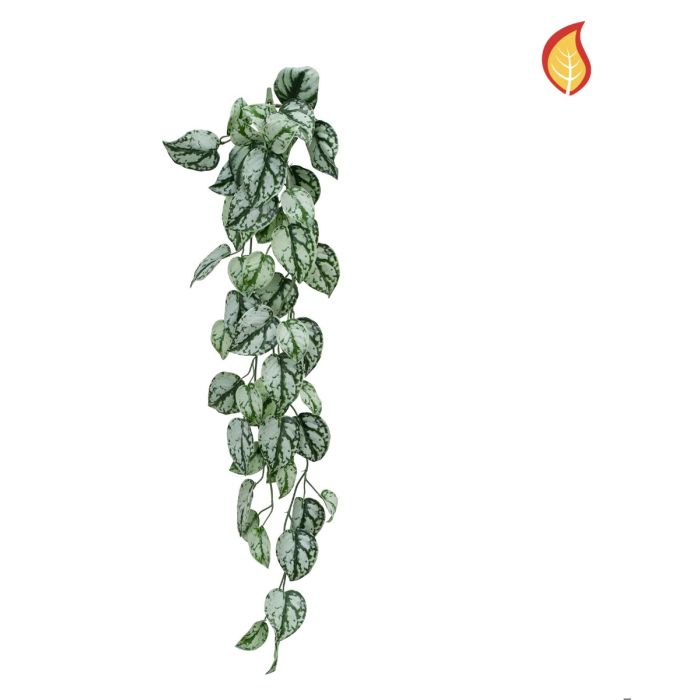Trailing Scindapsus 85cm FR
