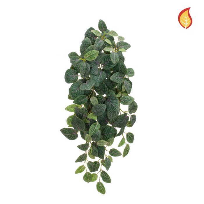 Fittonia Bush 70cm FR