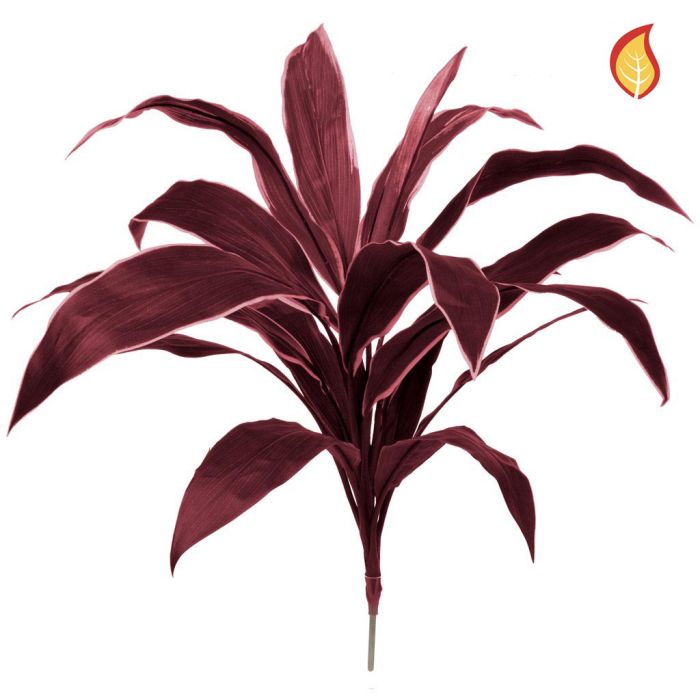Plants Base Cordyline Burg 62cm FR
