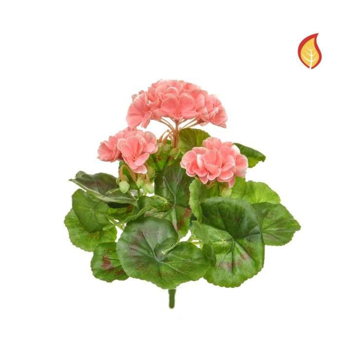Plants Flowering Geranium Peach/White 23cm FR