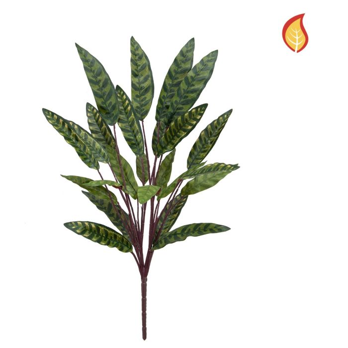 Plants Peacock Bush 65cm FR