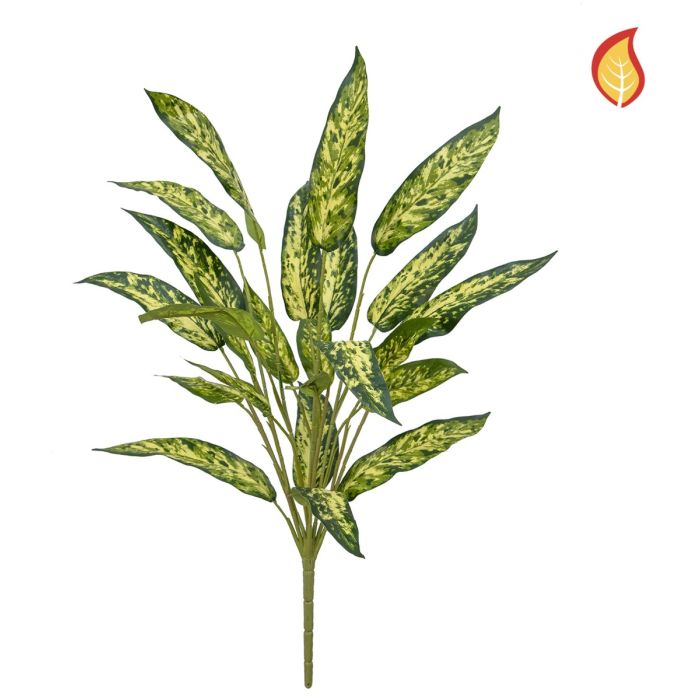 Plants Aglaonema 65cm FR