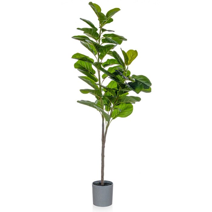 Fiddle Tree In Grey Pot 150cm