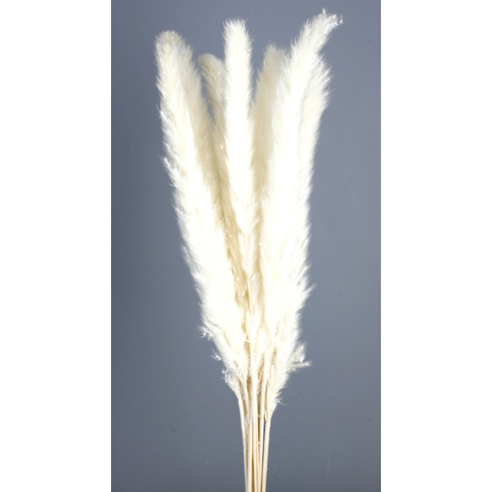 Pluma Decorativa White x 20 Stems