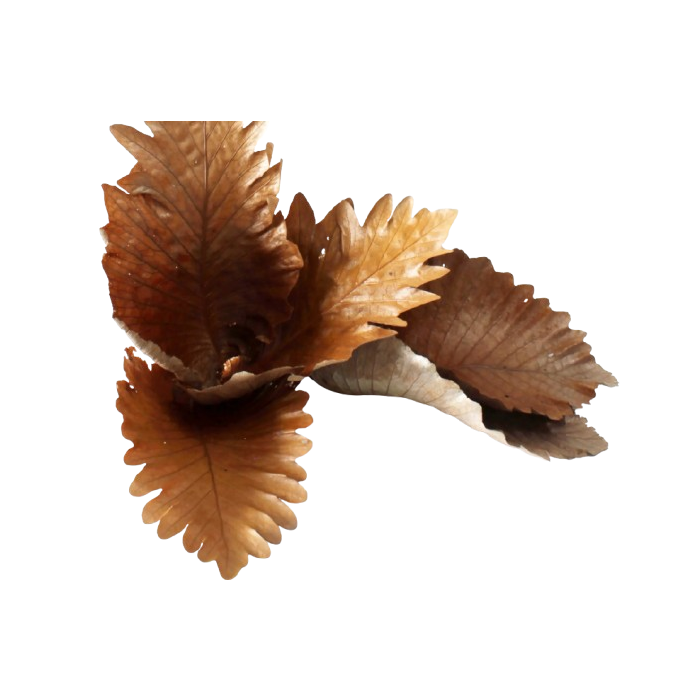 Caban Leaves Natural x 5pcs App 25 - 35cm