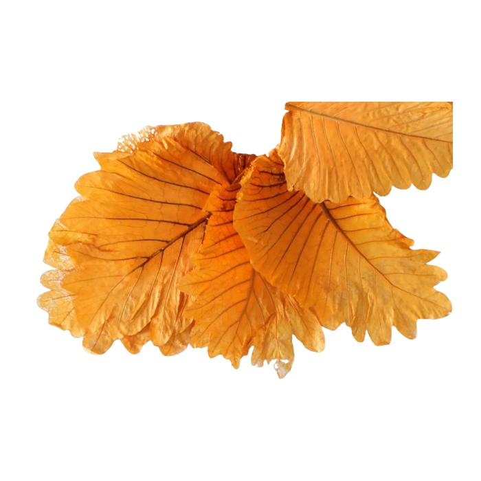 Caban Leaves Orange x 5ps App 25 - 35cm