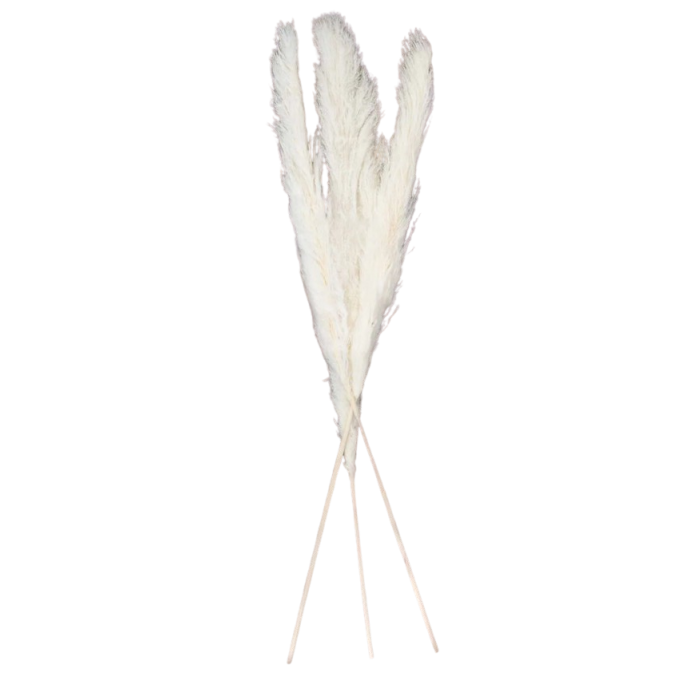Pampas Grass Bleached x 3 Stems