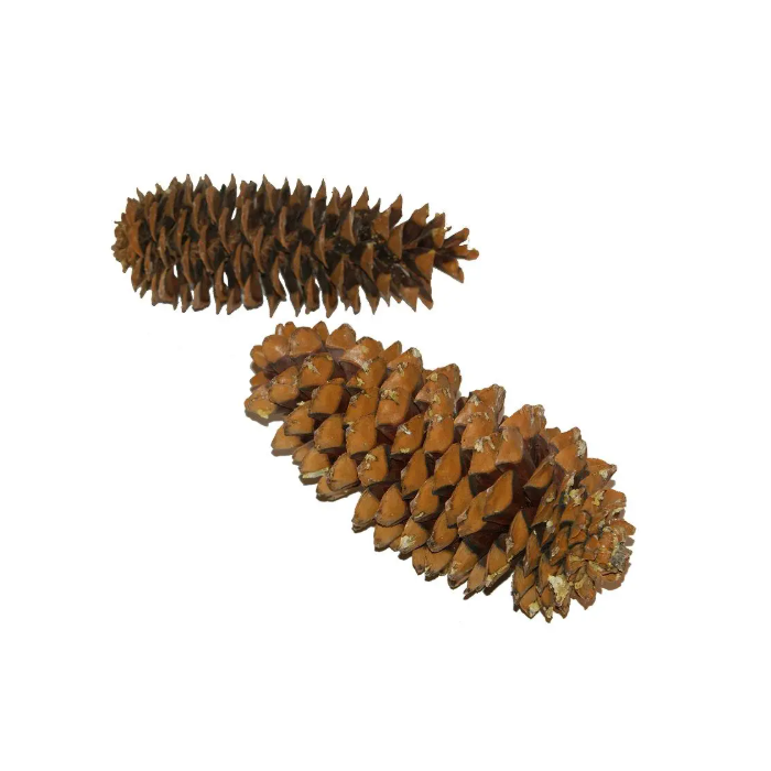 Sugar Pine Cone Approximately 20 - 30cm