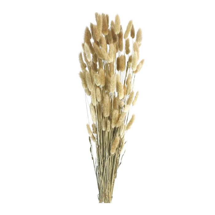 Lagarus/Bunny Tails Natural App 80g (011.01)