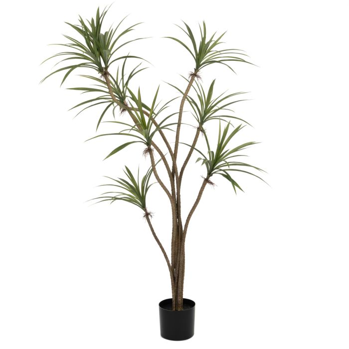 Wild Yucca Tree In Pot