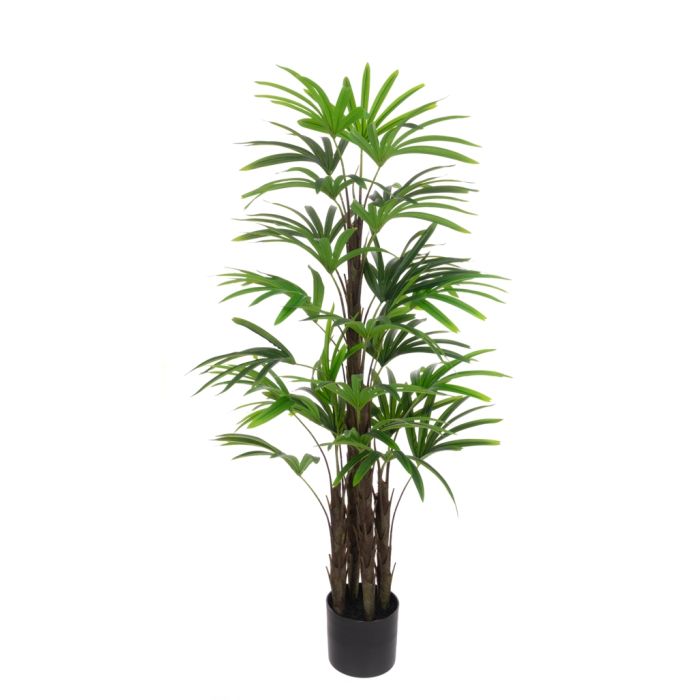 Rhapis Excelsa Tree 120cm