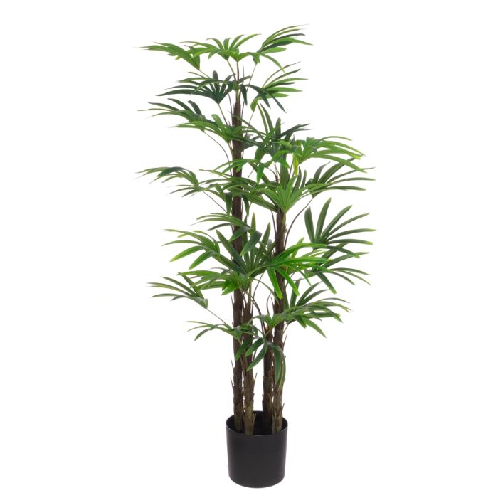 Rhapis Excelsa Tree 150cm