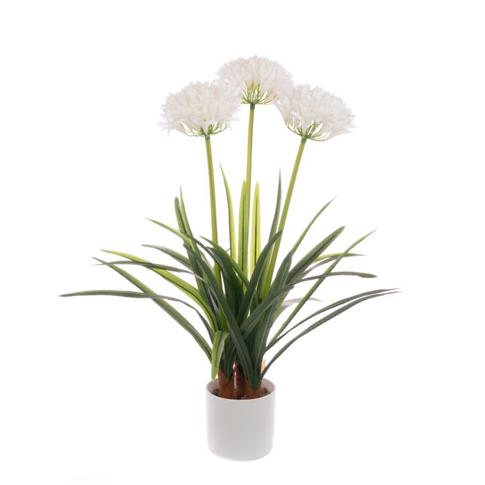 Agapanthus In Pot 80cm White