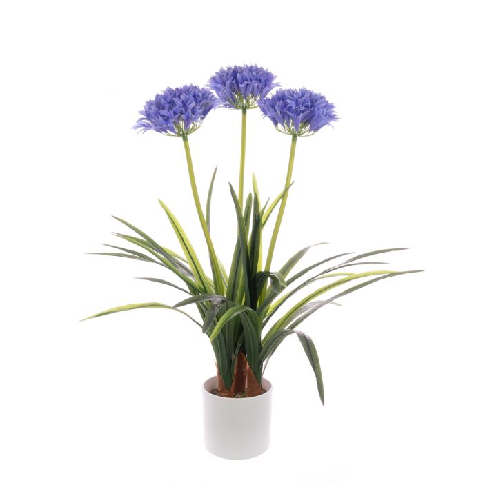 Agapanthus In Pot 80cm Purple/Blue
