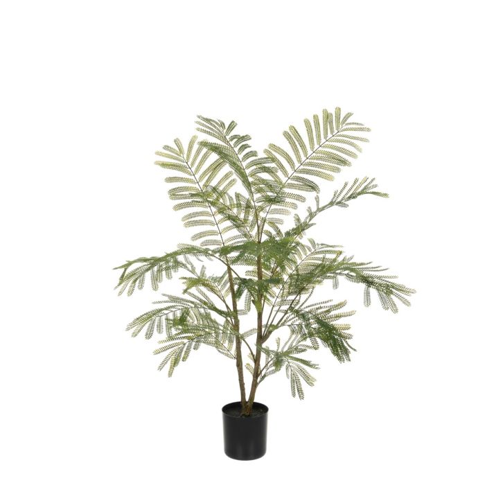Acacia Plant In Pot 97cm