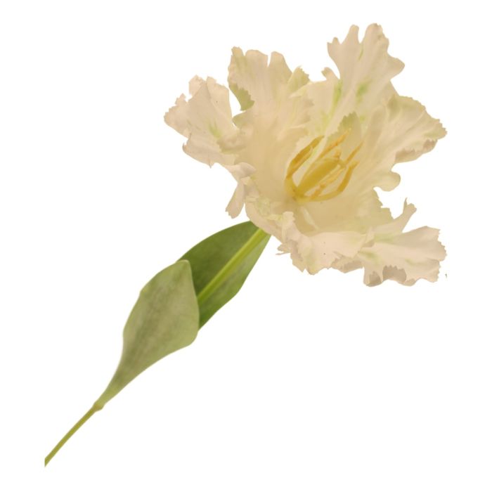 69cm Parrot Tulip Single Cream