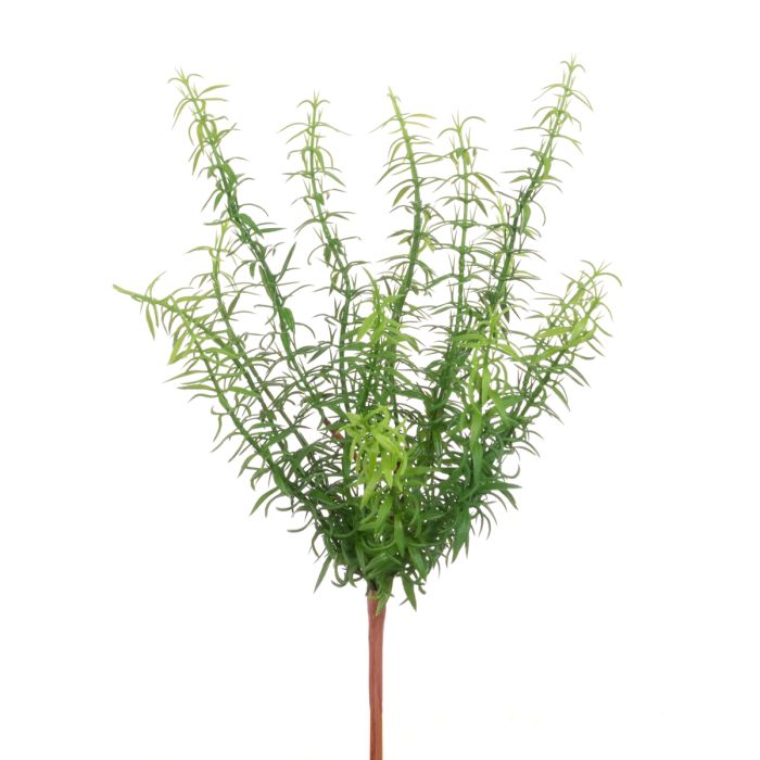 Rosemary Bush 38cm