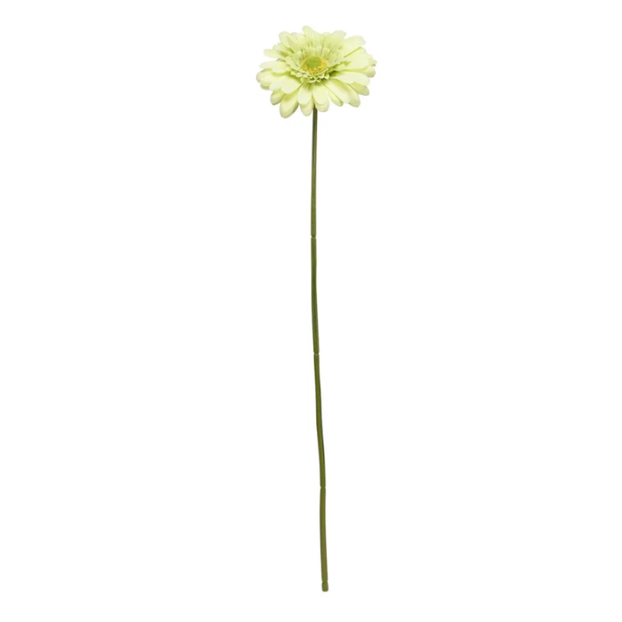 Single Gerbera 72cm Green
