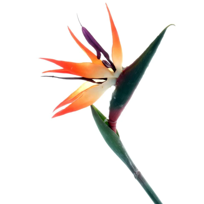 Bird Of Paradise (Strelitzia) 85cm