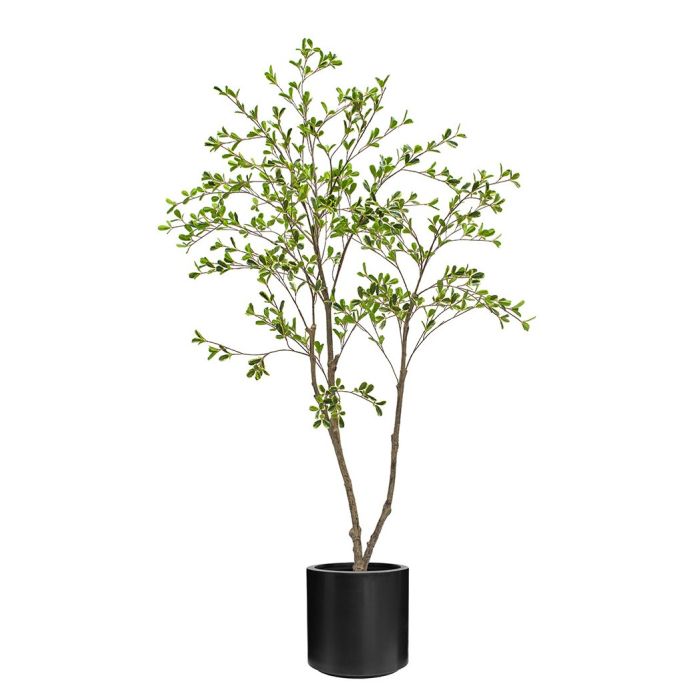 Bucida Tree 150cm In Black Stockholm Pot