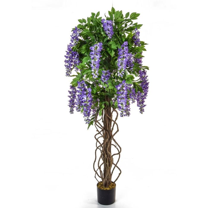 Flowering Wisteria Tree Purple 160cm
