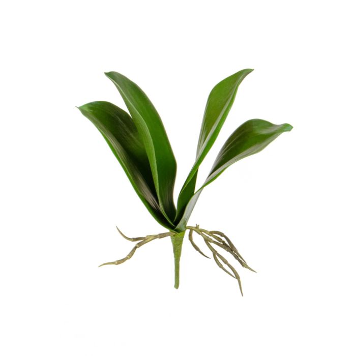 Phalaenopsis Leaf Plant 27cm