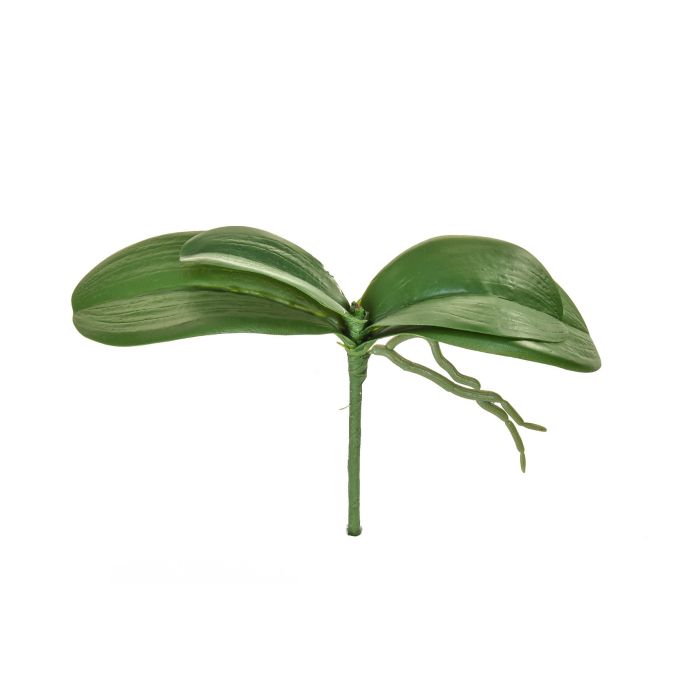 Phalaenopsis Leaf Plant 24cm